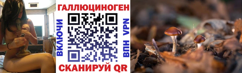 Купить закладки  Черемхово  Псилоцибиновые грибы GOLDEN TEACHER 